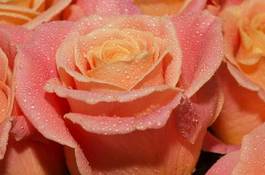 Naklejka rosa natura ogród