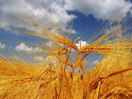 Plakat żyto niebo pszenica rolnictwo