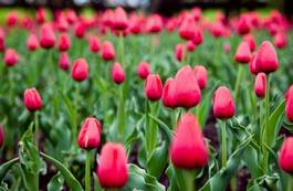 Naklejka natura roślina tulipan pole