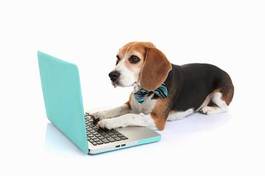 Plakat zwierzę pies rasowy zabawa komputer