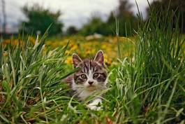 Naklejka kociak w trawie