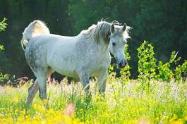 Obraz na płótnie koń trawa arabian