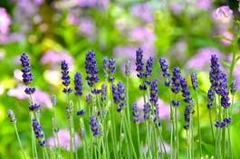 Fotoroleta kwiat aromaterapia ogród