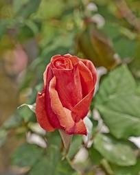 Naklejka miłość świeży rosa natura piękny