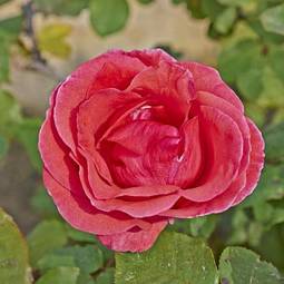 Plakat miłość kwiat piękny rosa