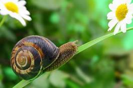 Obraz na płótnie lato mięczak spirala kwiat zwierzę