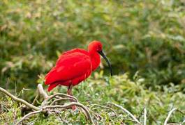 Fotoroleta ptak natura tropikalny zwierzę