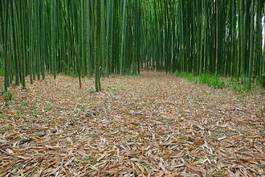 Fotoroleta krajobraz roślina bambus zielony