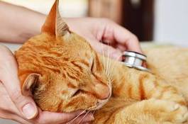 Fototapeta medycyna kot zwierzę zdrowie kociak