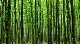 Plakat polana natura bezdroża las drzewa