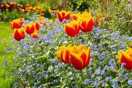 Obraz na płótnie tulipan kwiat trawa ogród roślina