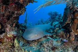 Fototapeta podwodne morze ryba rafa tropikalny