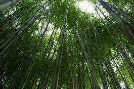Obraz na płótnie drzewa las zen