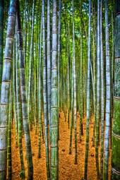 Naklejka las natura bambus japonia