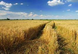 Naklejka rolnictwo pszenica zboże lato