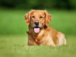 Obraz na płótnie golden retriever pies