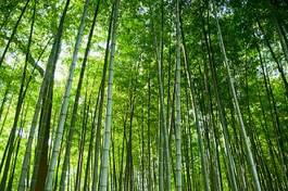 Naklejka dżungla roślina bambus słońce droga