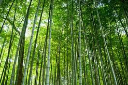 Plakat roślina bambus droga krajobraz