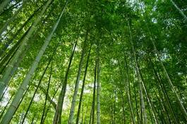 Naklejka droga bambus park krajobraz tropikalny