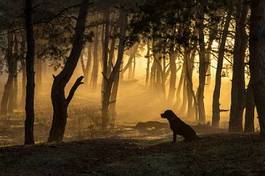 Obraz na płótnie pies w lesie o zmroku