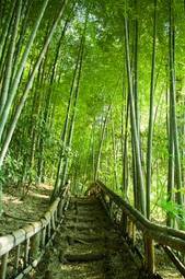 Obraz na płótnie roślina tropikalny droga zen japonia