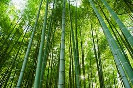 Plakat dżungla roślina bambus