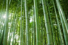 Naklejka tropikalny droga bambus krajobraz