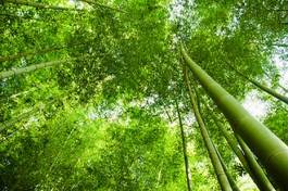 Plakat korony bambusa w lesie