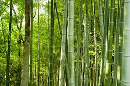 Naklejka tropikalny bambus japonia droga