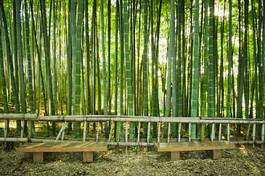 Plakat japonia zen bambus sztuka