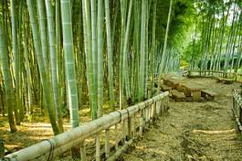 Plakat azja zen bambus