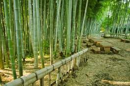 Fotoroleta Ławeczki w bambusowym parku