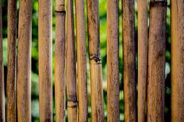 Naklejka natura bambus przepiękny ogród piękny