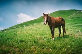 Plakat jeździectwo ssak góra koń