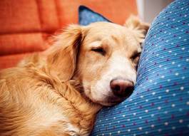 Fotoroleta pies na poduszcze