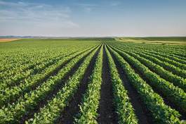 Fotoroleta rolnictwo niebo pole jedzenie warzywo