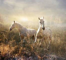 Fototapeta łąka niebo koń