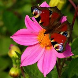 Naklejka kwiat lato motyl magenta różowy