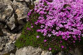 Naklejka kwiat lato ogród alpy kamień