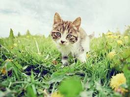 Naklejka ciekawski kociak w trawie