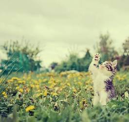 Fotoroleta kociak bawi się na dworzu