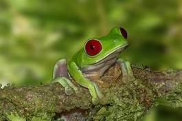 Plakat żaba ładny kostaryka natura
