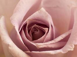 Naklejka fiołek kwiat świeży miłość natura