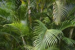 Naklejka tropikalny palma roślina dżungla natura