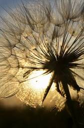 Fotoroleta kwiat pole trawa słońce