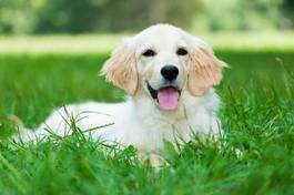 Obraz na płótnie szczenię pies portret park lato