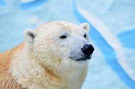 Naklejka portret natura niedźwiedź arktyczny mróz
