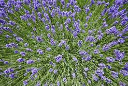 Obraz na płótnie kwiat aromaterapia lawenda europa fiołek