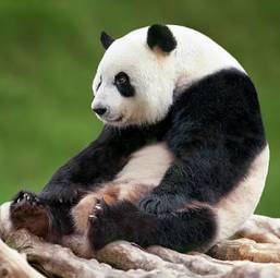 Fototapeta zwierzę spokojny chiny twarz