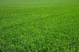 Naklejka natura łąka trawa